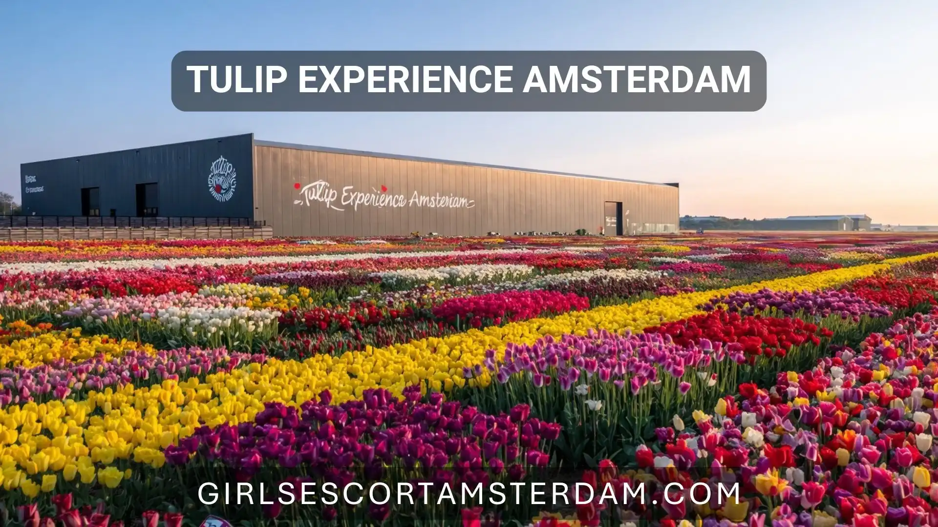 Ontdek het tulpenseizoen in de buurt van Amsterdam